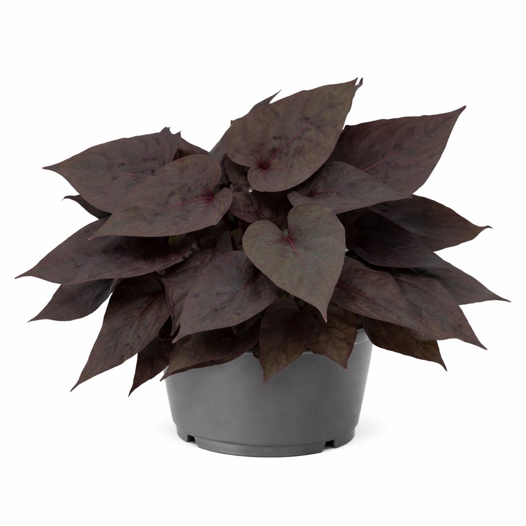 Ipomoea Sweet Potato Vine - Sidekick Black Heart