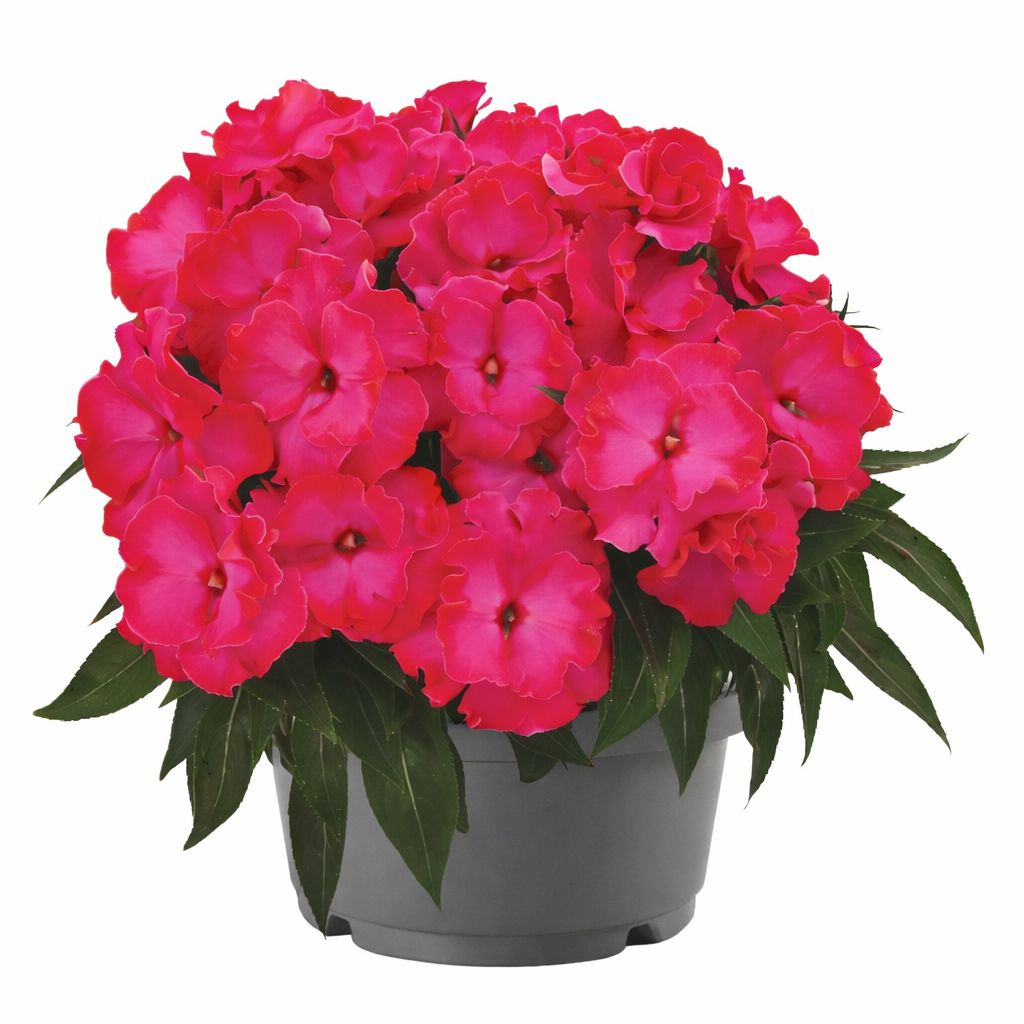 Impatiens - New Guinea Rollercoaster Valravn Violet