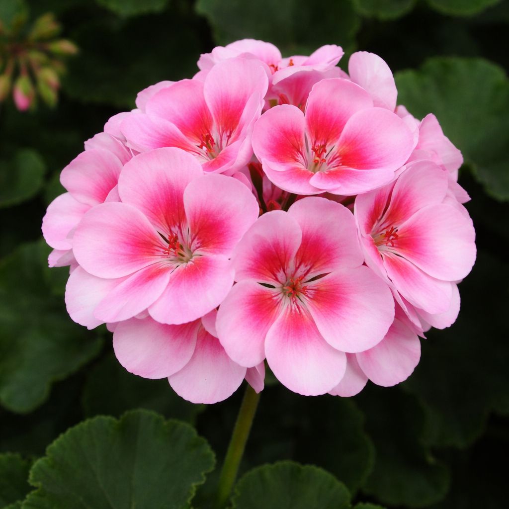 Geranium - Savannah Pink Shades