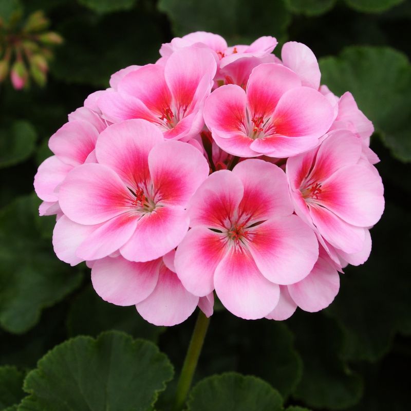 Geranium - Savannah Pink Shades