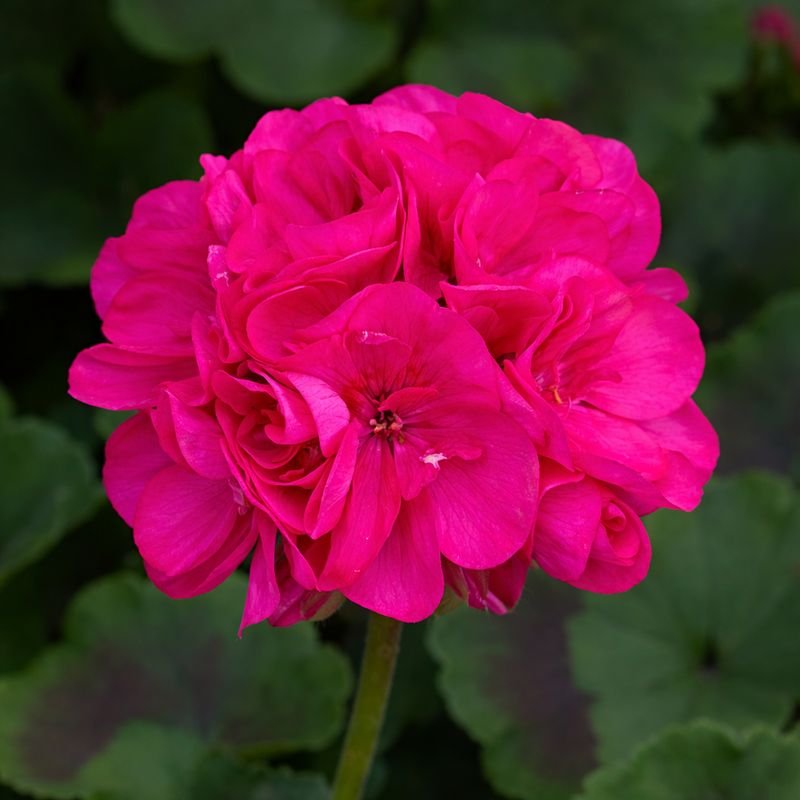 Geranium - Galaxy Violet
