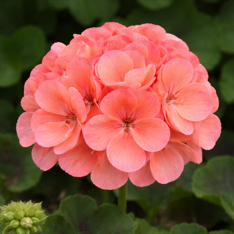 Geranium - Galaxy Salmon