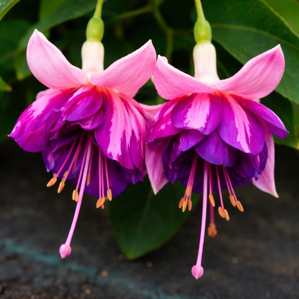 Fuchsia - Royal Mosaic