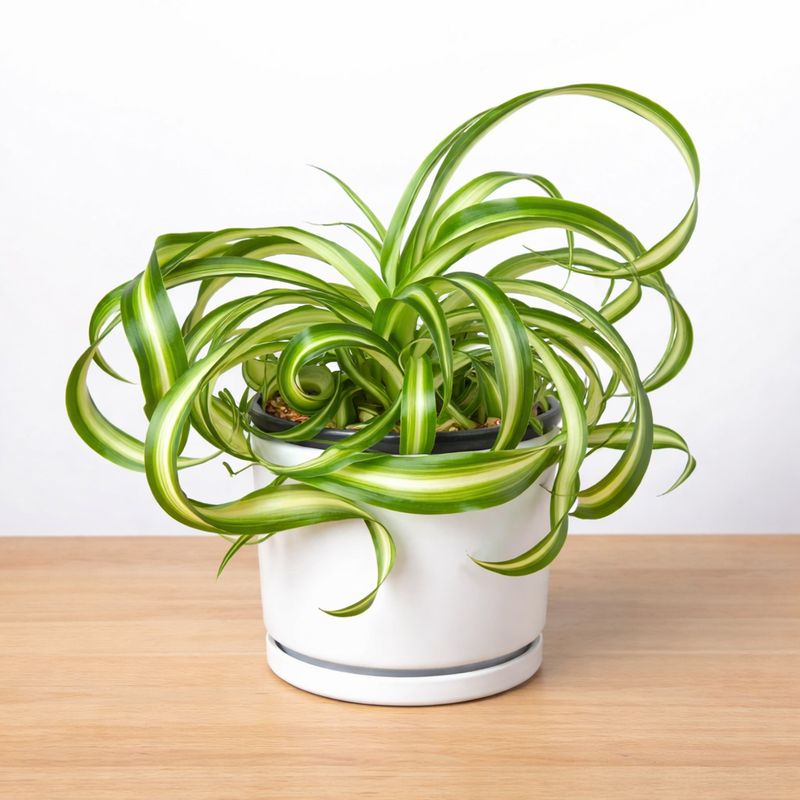 Chlorophytum - Spider Plant Bonnie