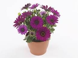 Osteospermum - Gelato Prune