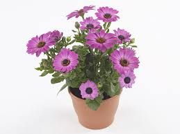 Osteospermum - Gelato Candy Pink