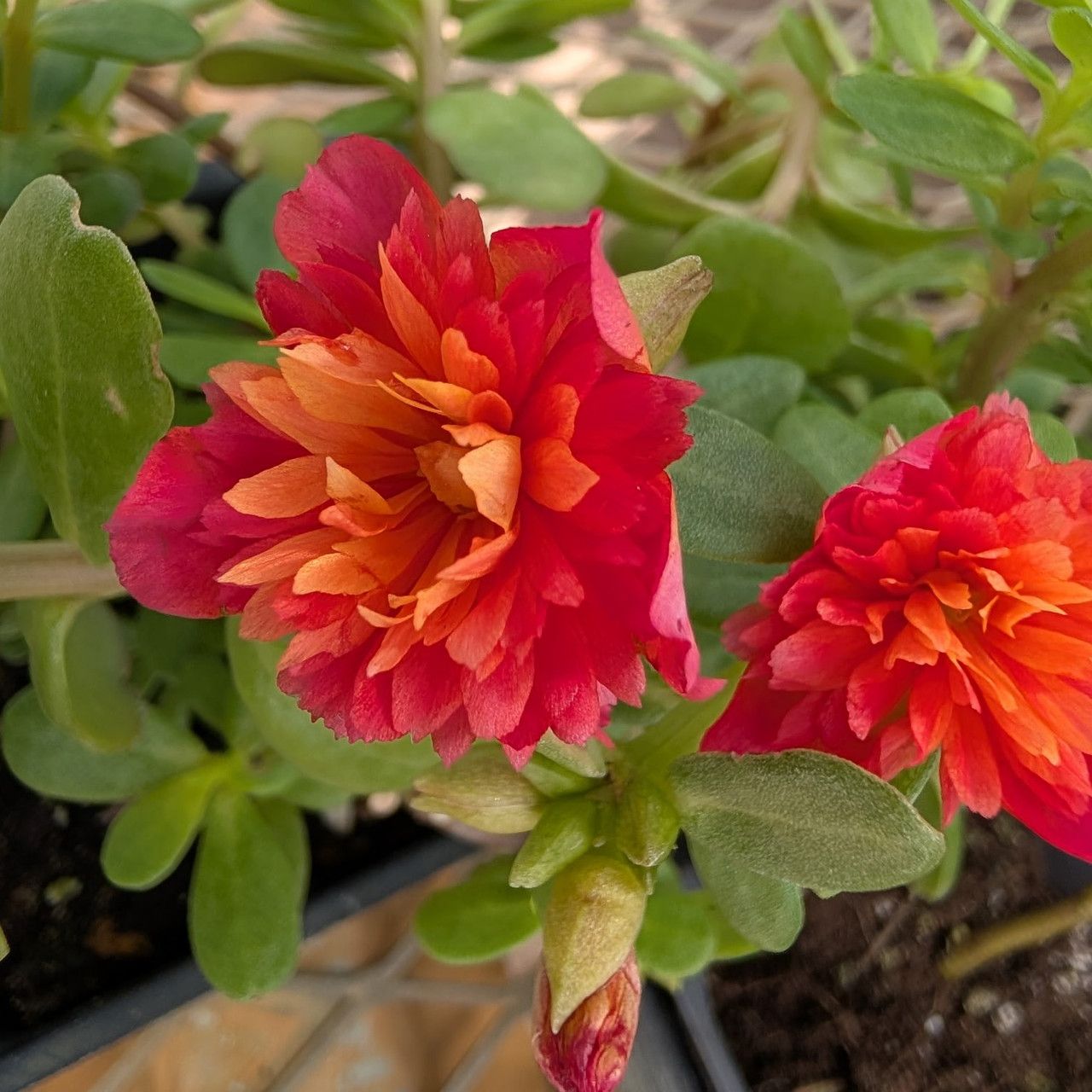 Portulaca - ColorBlast Double Magenta