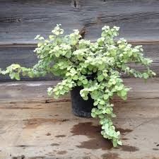 Helichrysum - Limelight