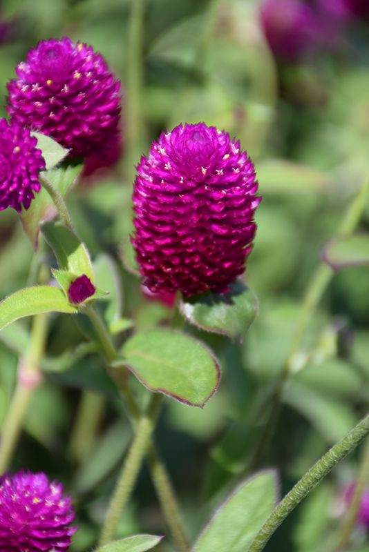 Gomphrena - Ping Pong Purple