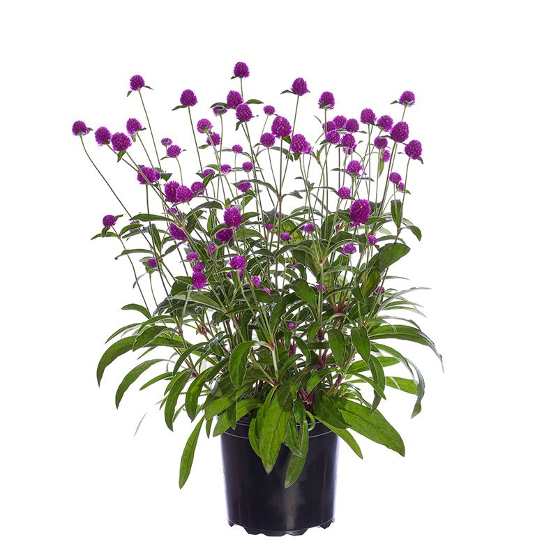 Gomphrena - Ping Pong Purple