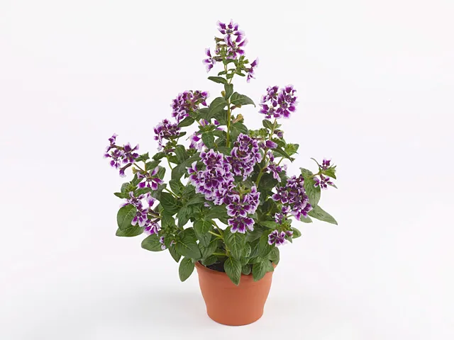 Cuphea - Cupheasy Lavender