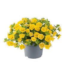 Calibrachoa - Cabaret Yellow