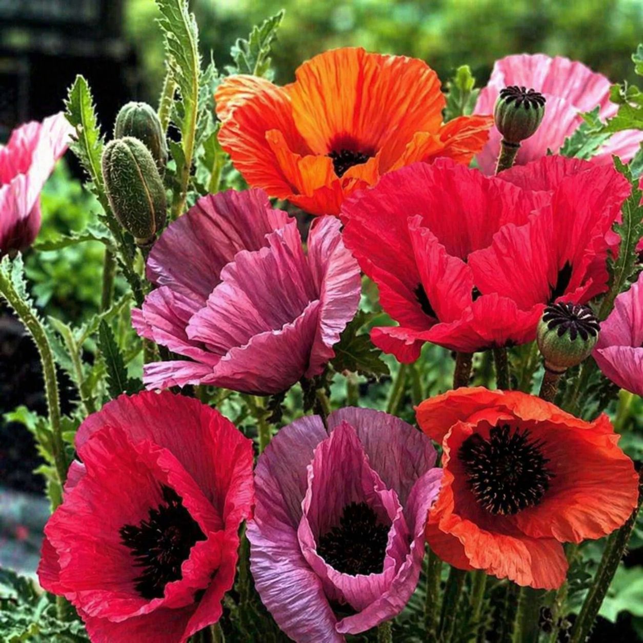 Papaver Orientale (Poppy) - Fruit Punch