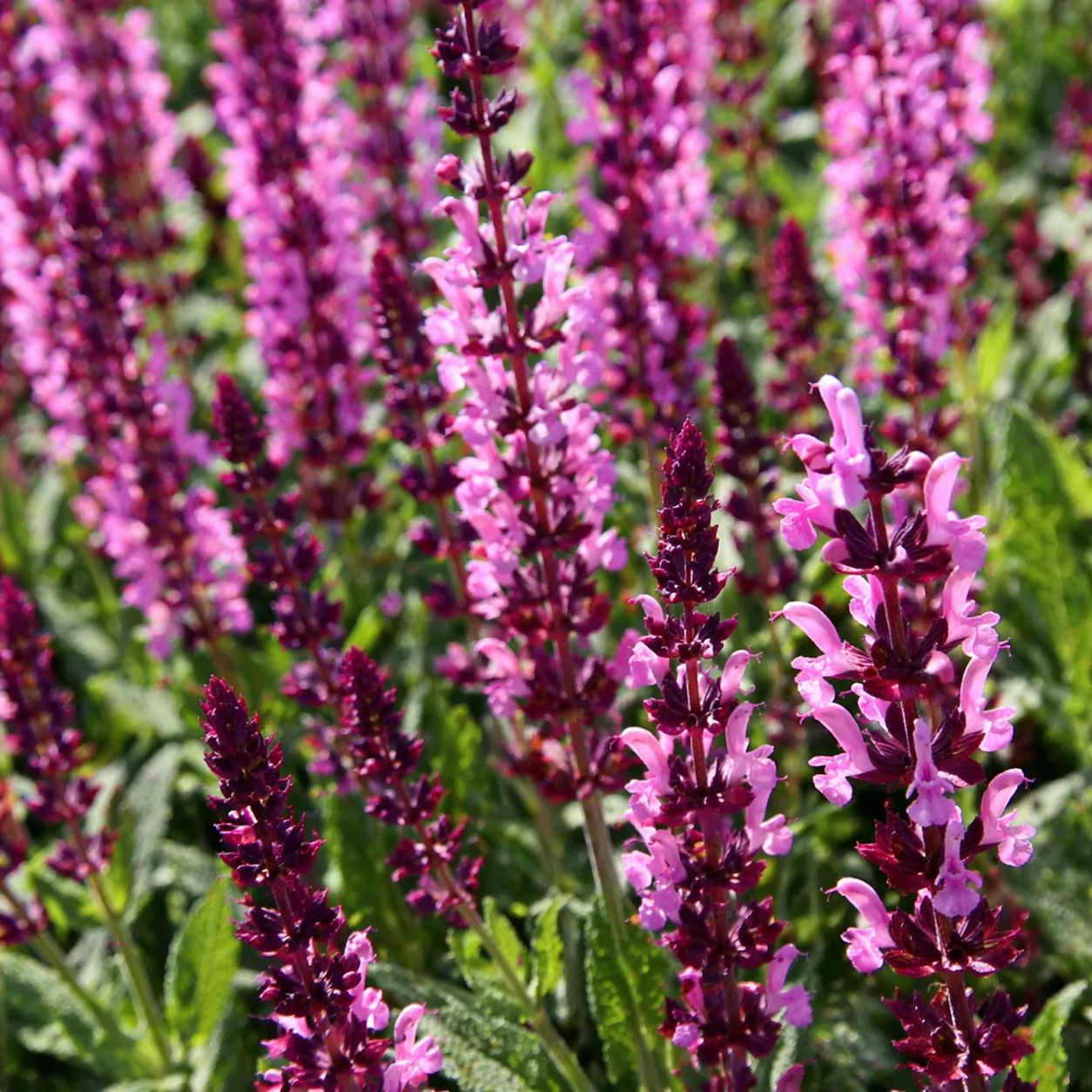 Salvia - Hybrid Sensation Deep Rose