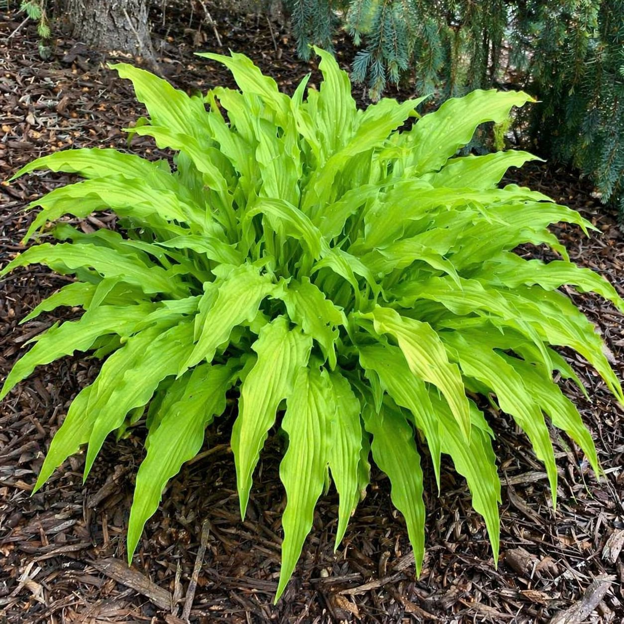 Hosta (Plantain Lily) - Curly Fries Hosta (Plantain Lily) - Curly Fries