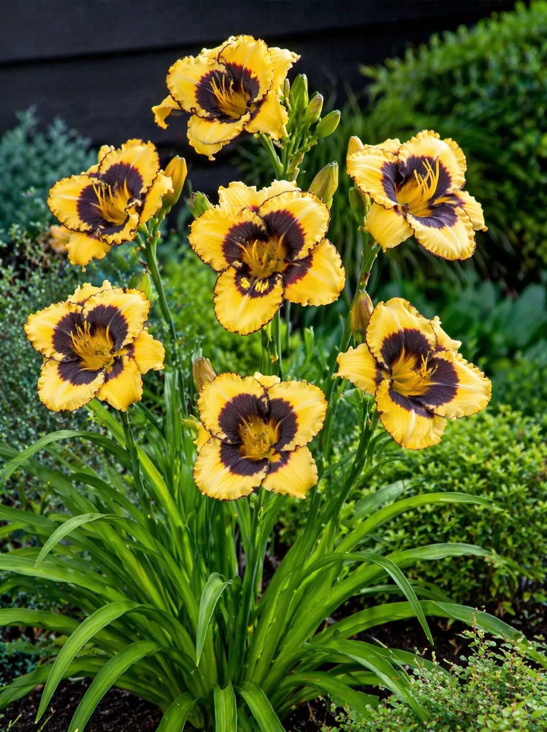 Hemerocallis - Tiger Blood