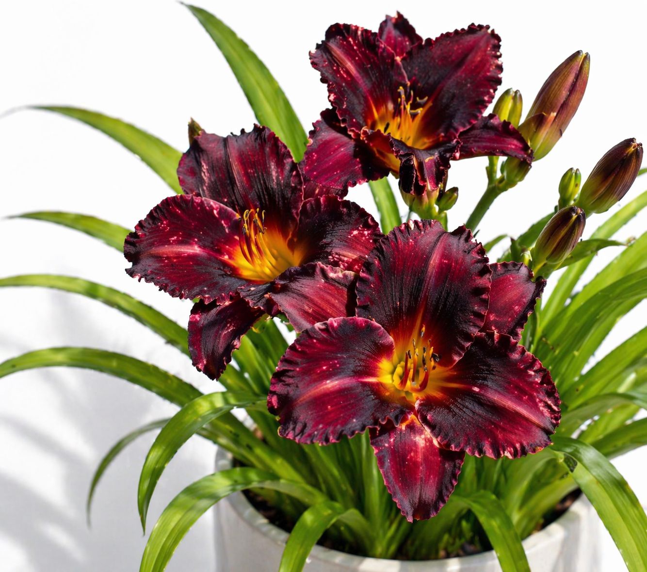 Hemerocallis - Bogeyman