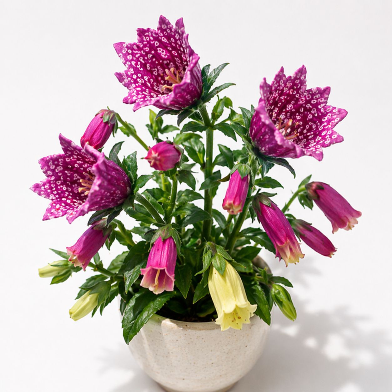 Digitalis purpurea - Monstrosa Purple White Mix