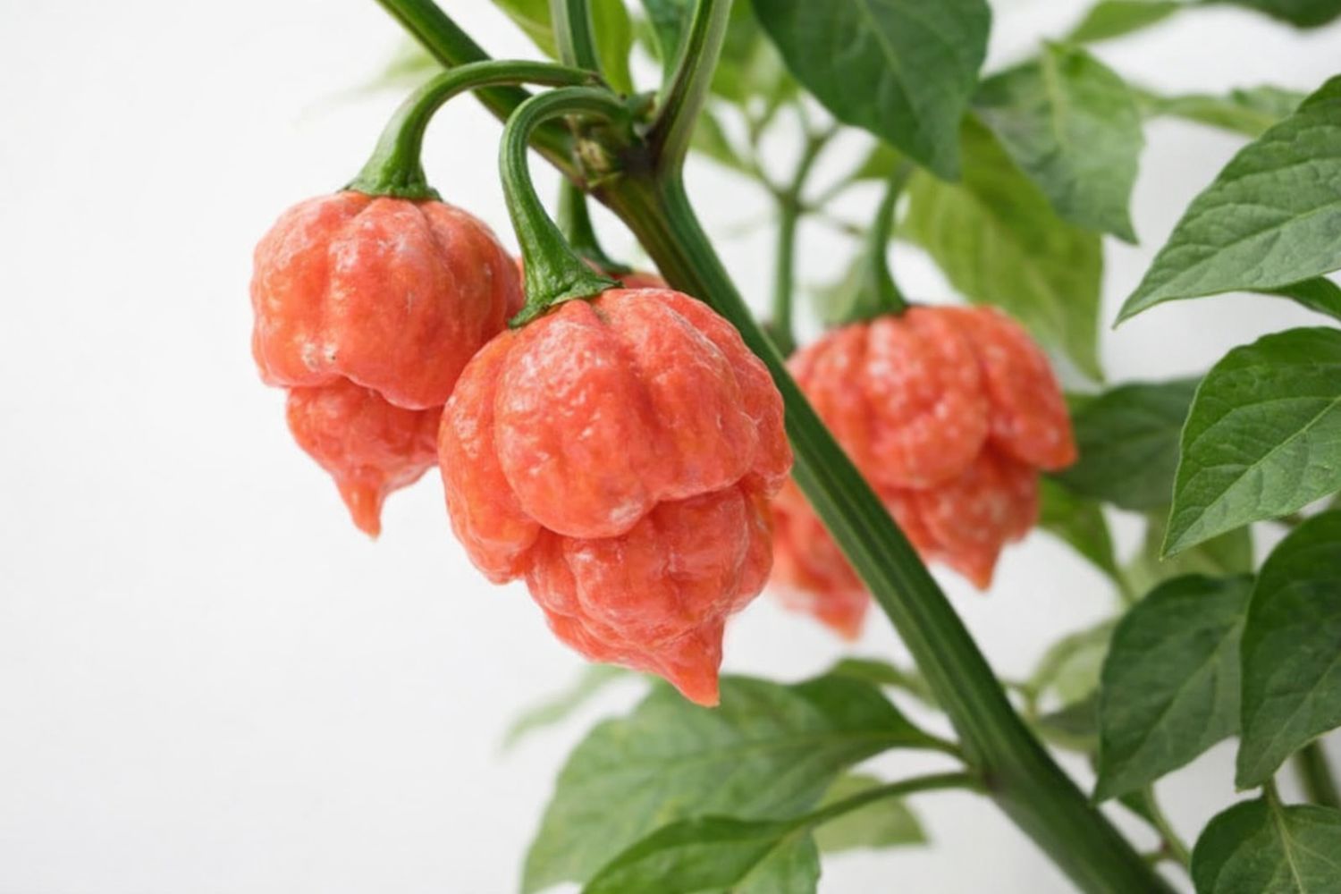 Pepper - Trinidad Scorpion
