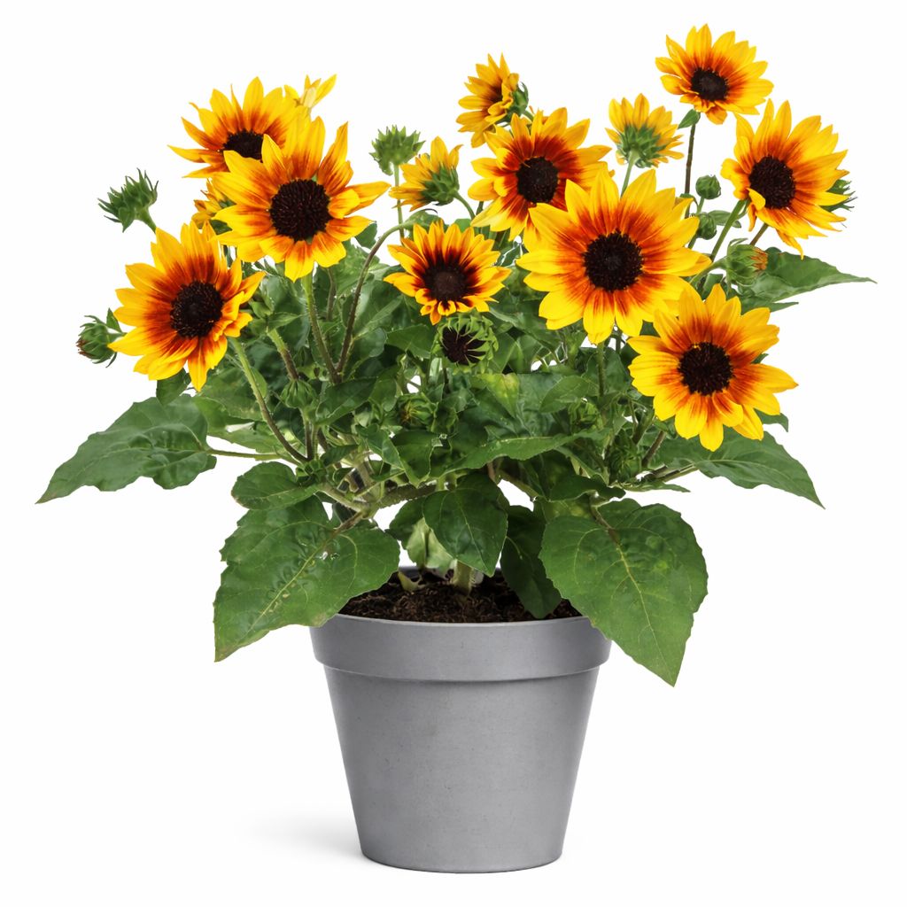 Helianthus - Sunflower Sunbelievable Brown Eyed Girl