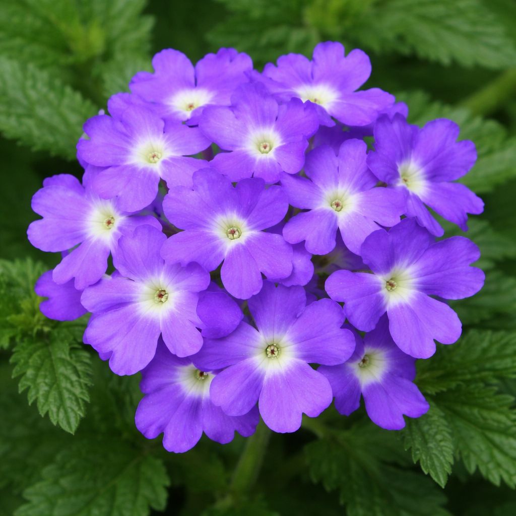Verbena - Obsession Blue with Eye (6 Pack Regular)