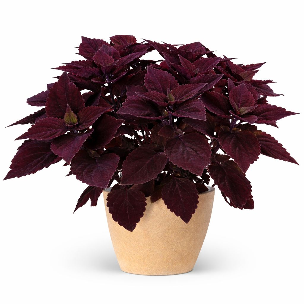 Coleus - Talvera Chocolate Velveteen