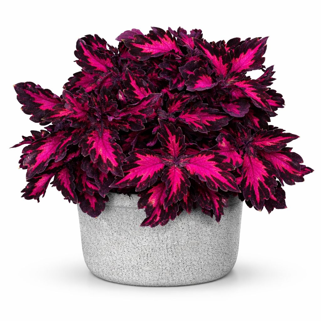 Coleus - Down Town Royalty