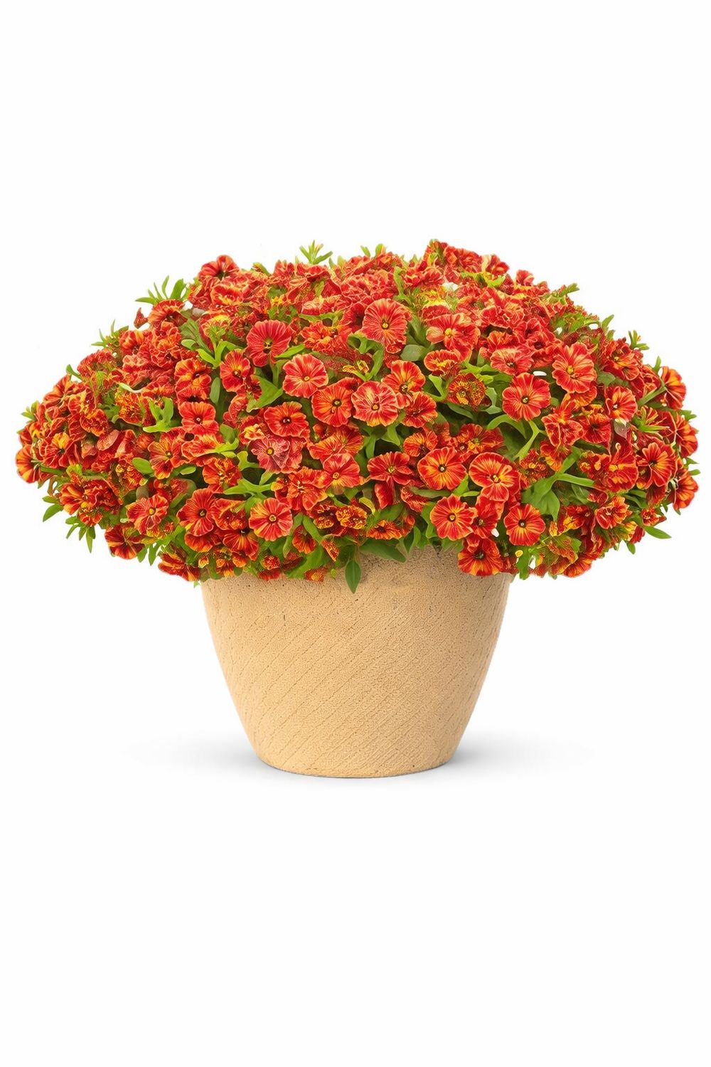 Calibrachoa - Superbells Double Redstone