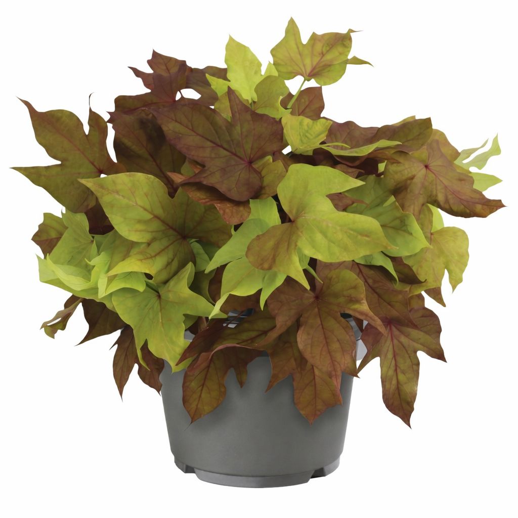 Ipomoea Sweet Potato Vine - Floramia Verdino