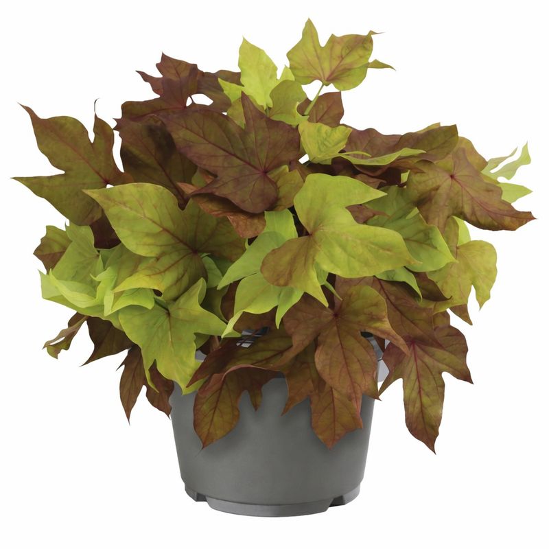 Ipomoea Sweet Potato Vine - Floramia Verdino