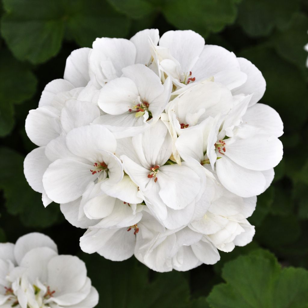 Geranium - Galaxy White