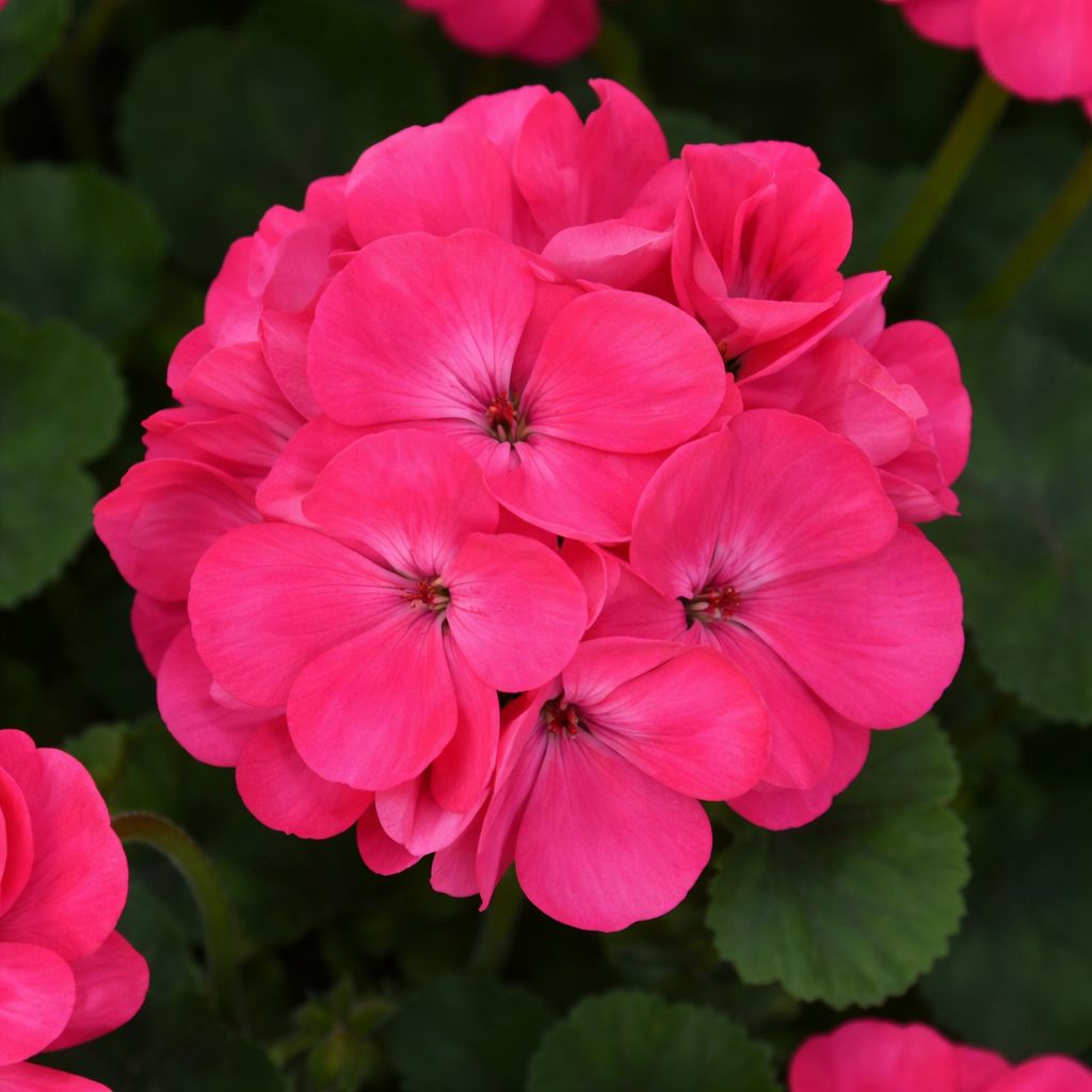 Geranium - Galaxy Watermelon