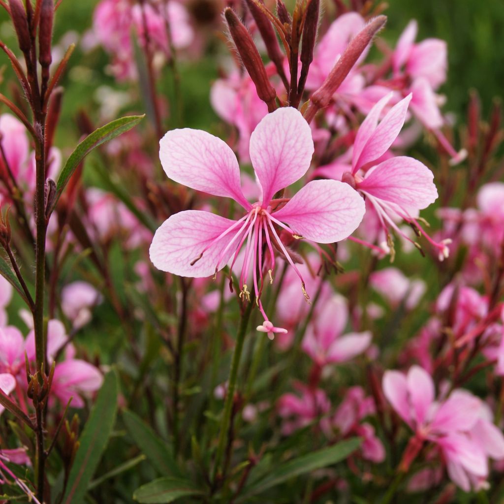 Gaura - Ballerina Rose