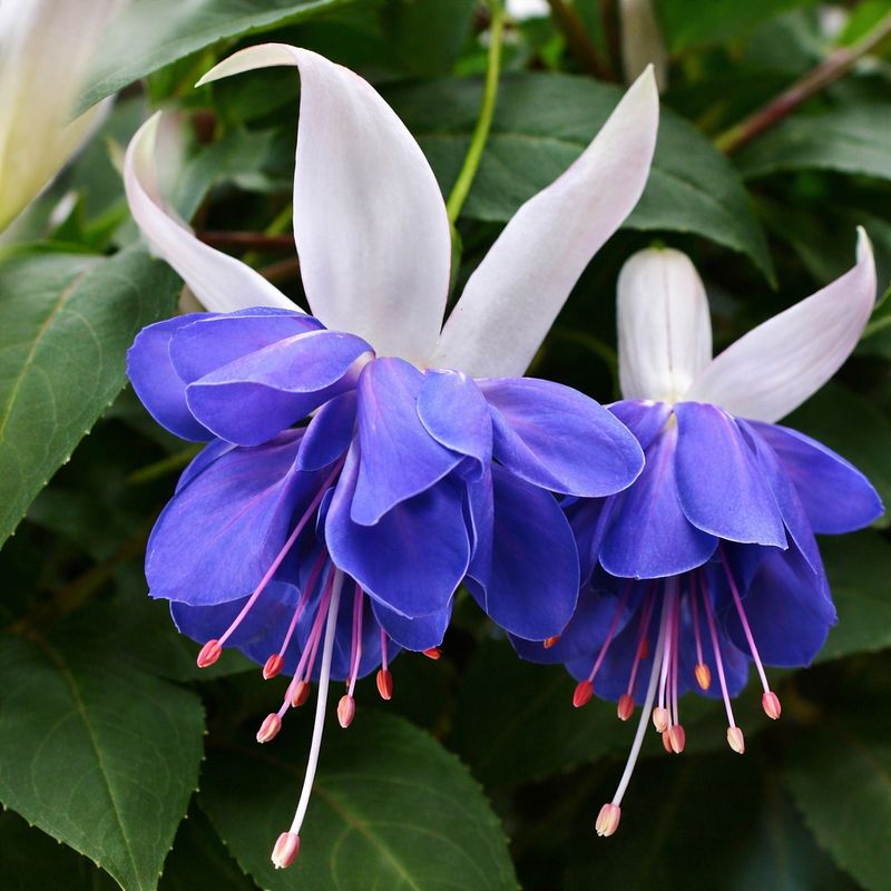 Fuchsia - Blue Angel