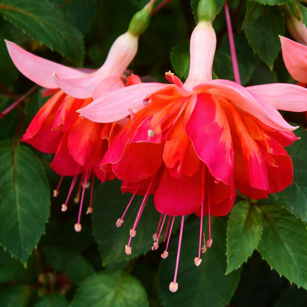 Fuchsia - Bicentennial