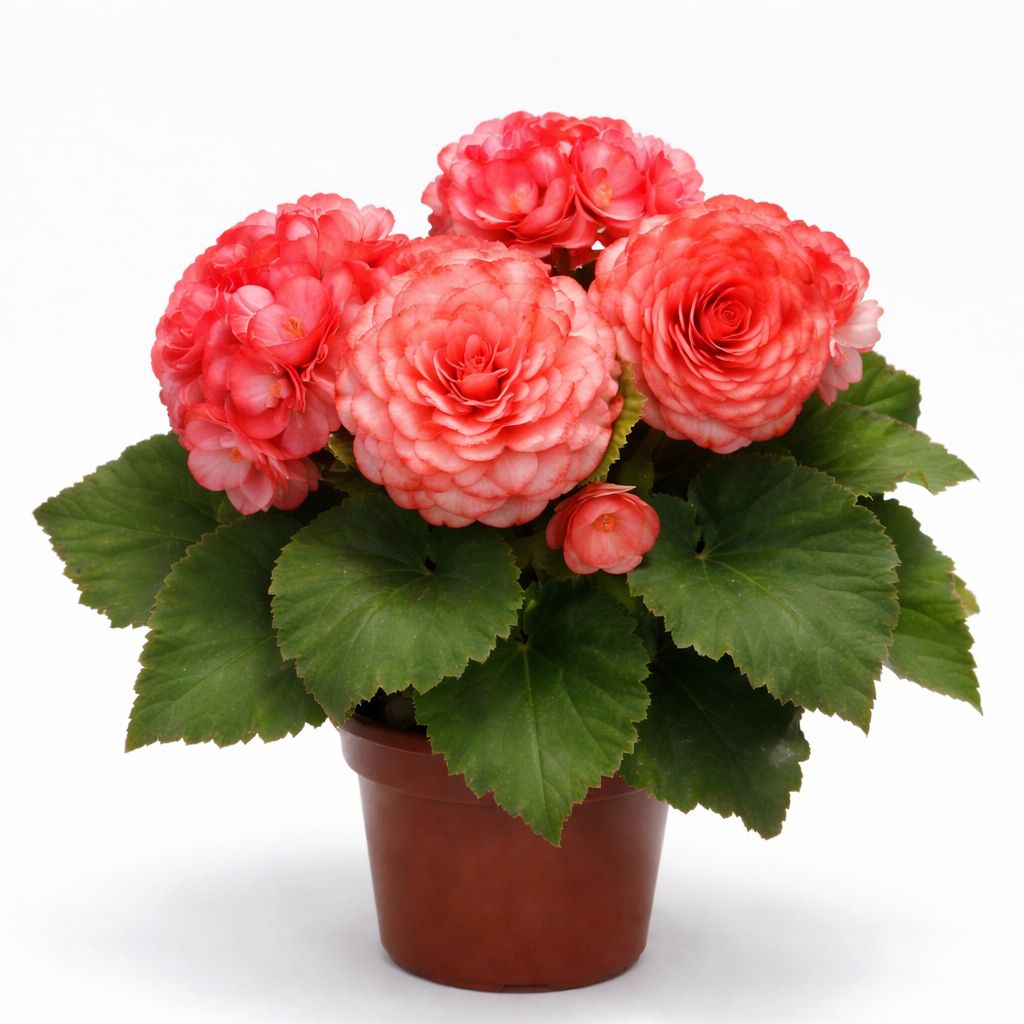 Begonia - On Top Surprise