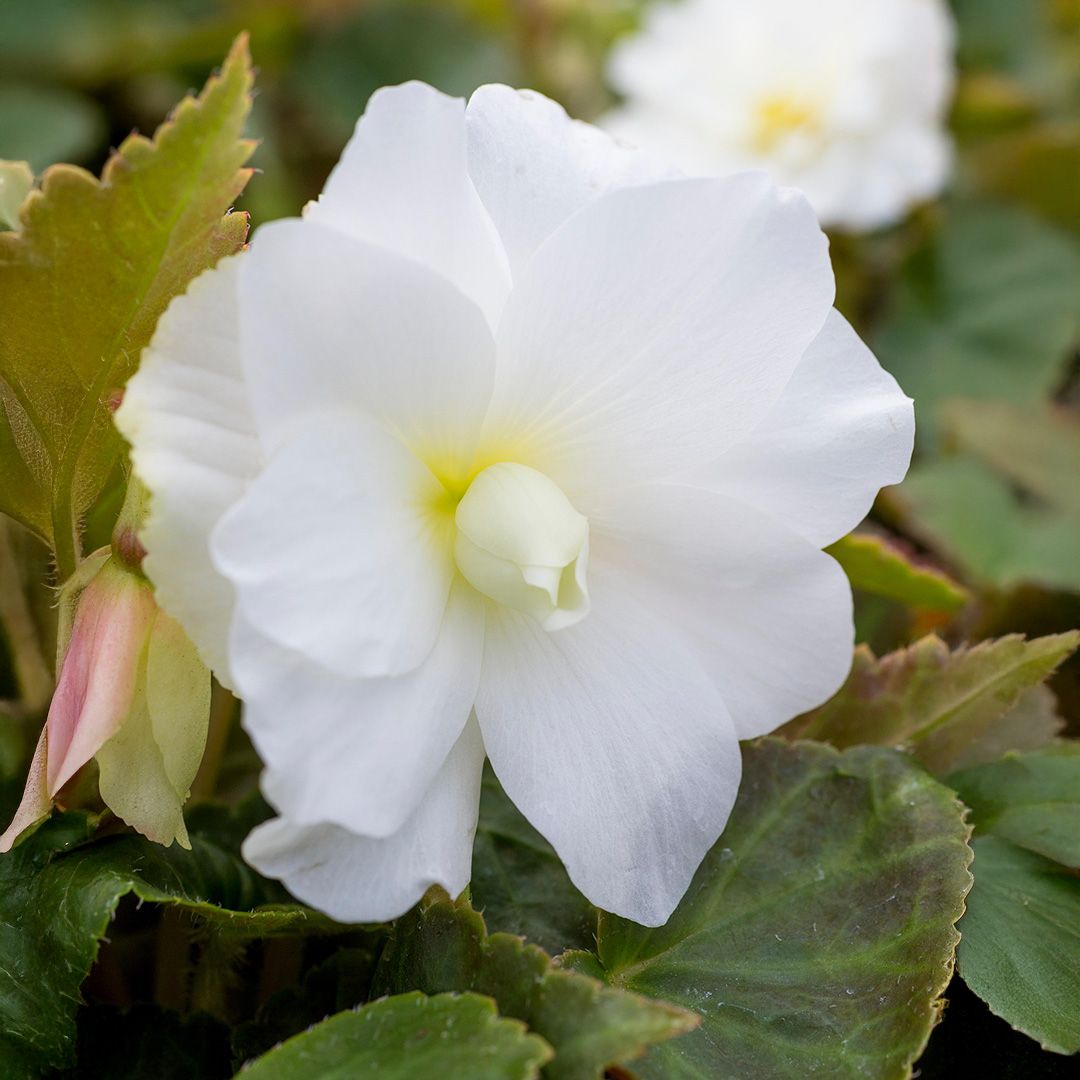 Begonia - Illumination White Hanging