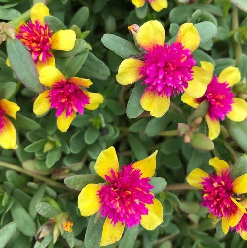 Portulaca - Sea Glass Double Guava