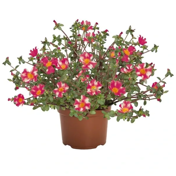 Portulaca - Cupcake Purple Touch