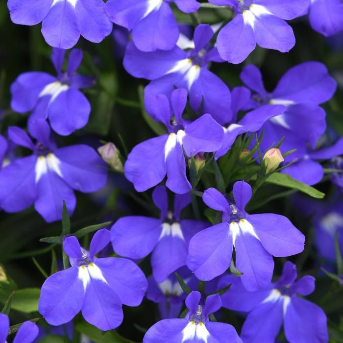 Lobelia - Hotpot Sky Blue