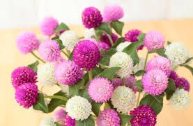 Gomphrena - Las Vegas Mix