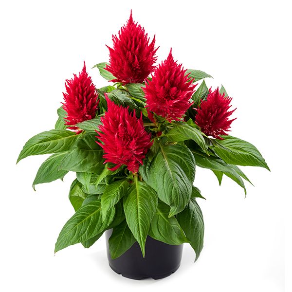 Celosia - Kelos Fire Magenta
