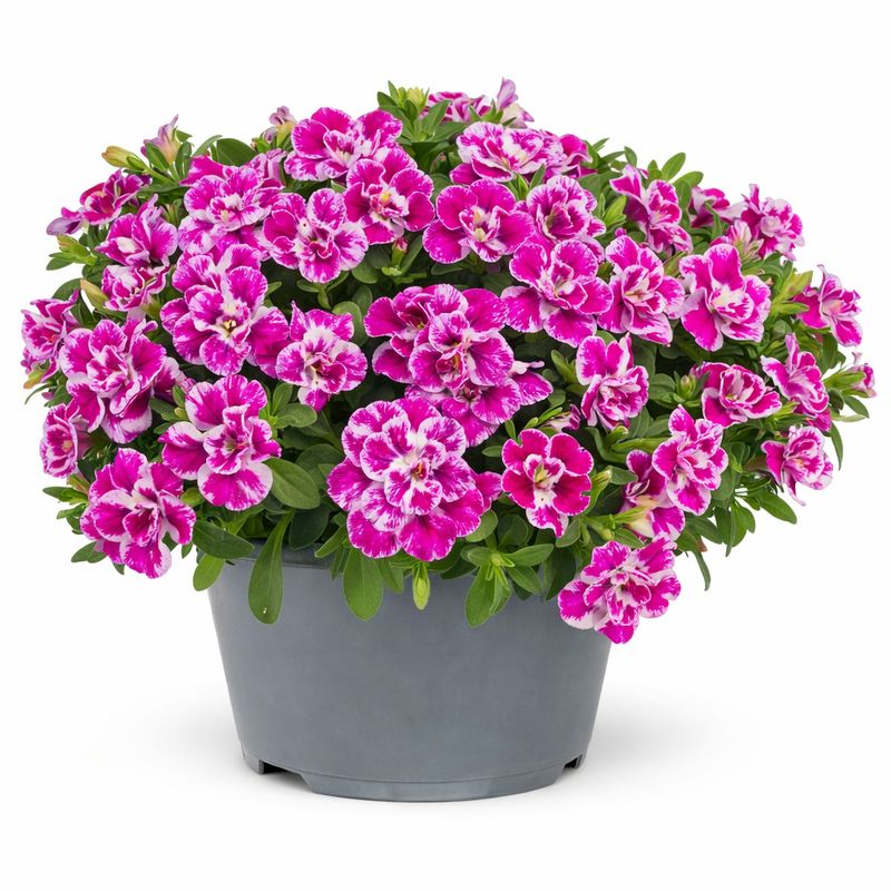 Calibrachoa - Candy Shop Double Bubble Gum