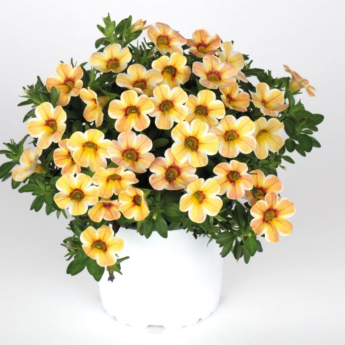 Calibrachoa - Caliloco Jolly Tiger