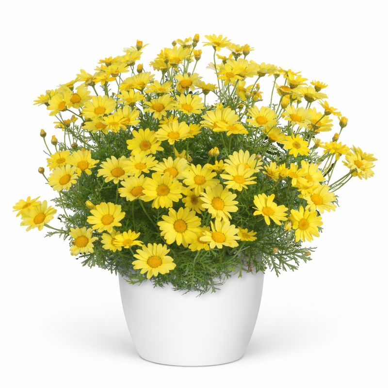 Argyranthemum - Sunny Spring