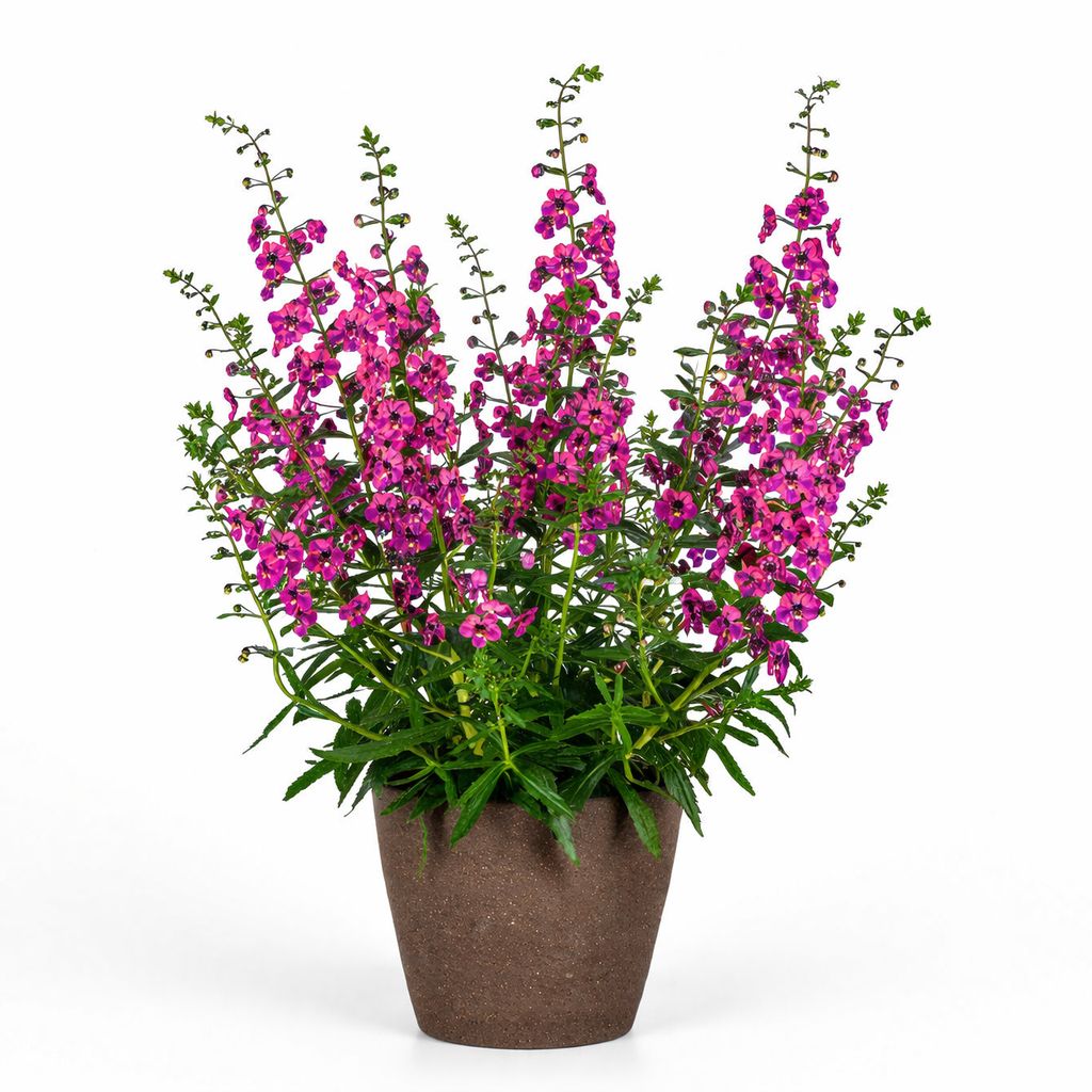 Angelonia - Guardian Angel Berry Sparkler