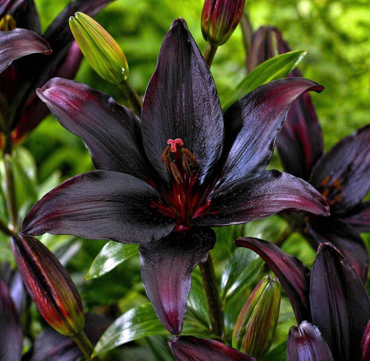 Lilium (Lily) - Blacklist