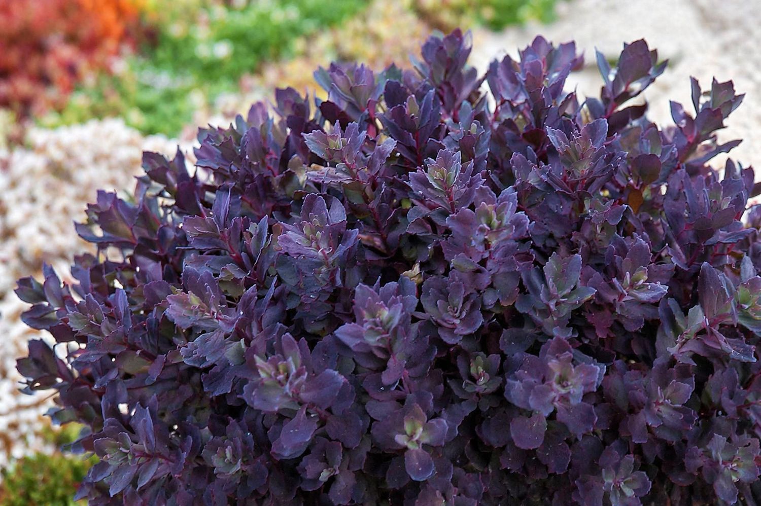 Sedum - Sunsparkler Plum Dazzled