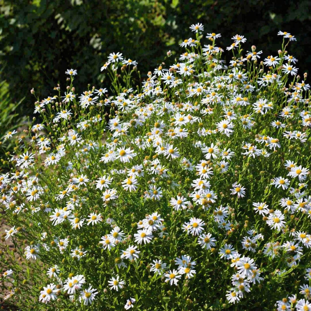 Leucanthemum - Madonna