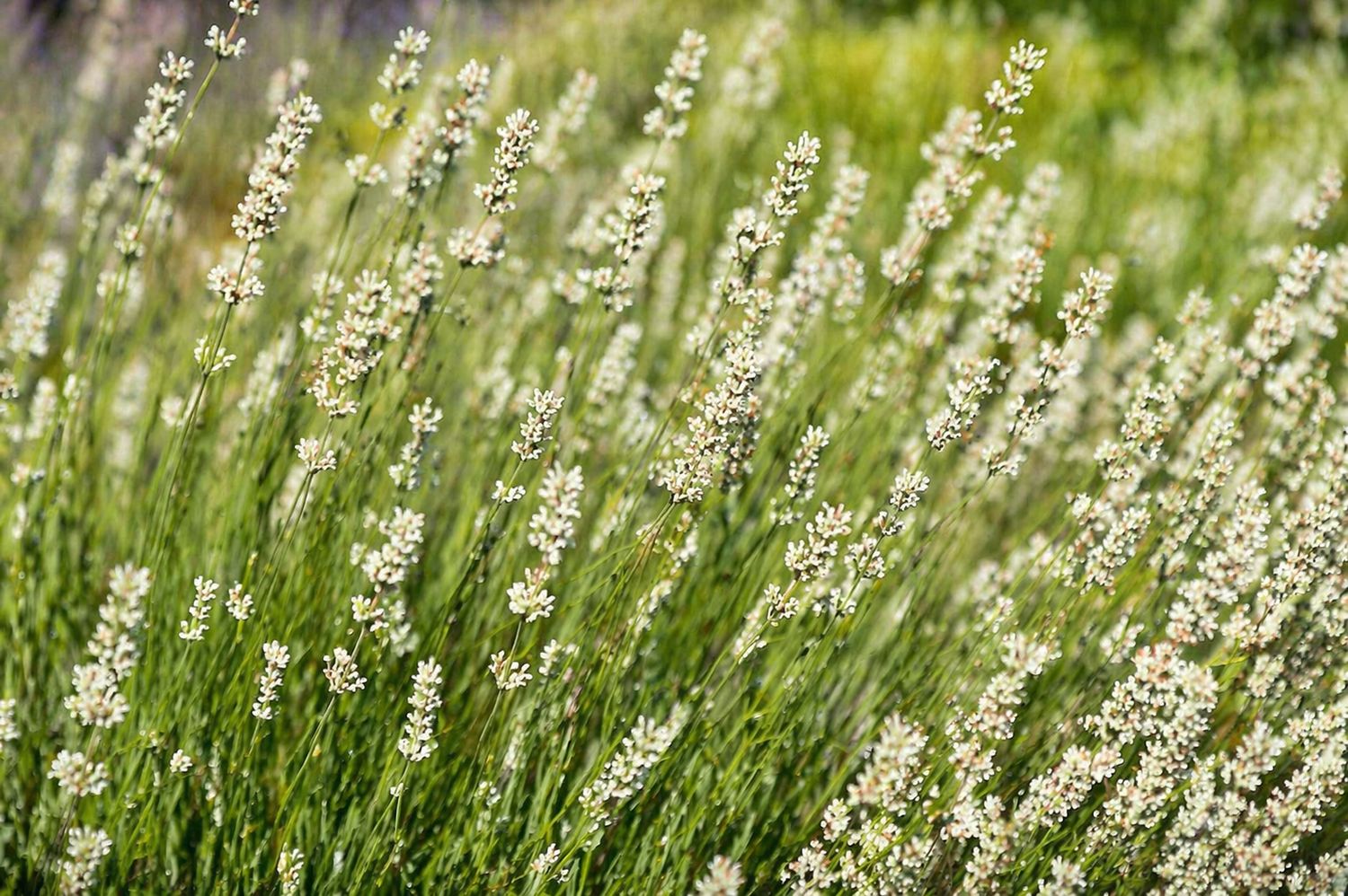 Lavandula angustifolia - La Diva Spirit White
